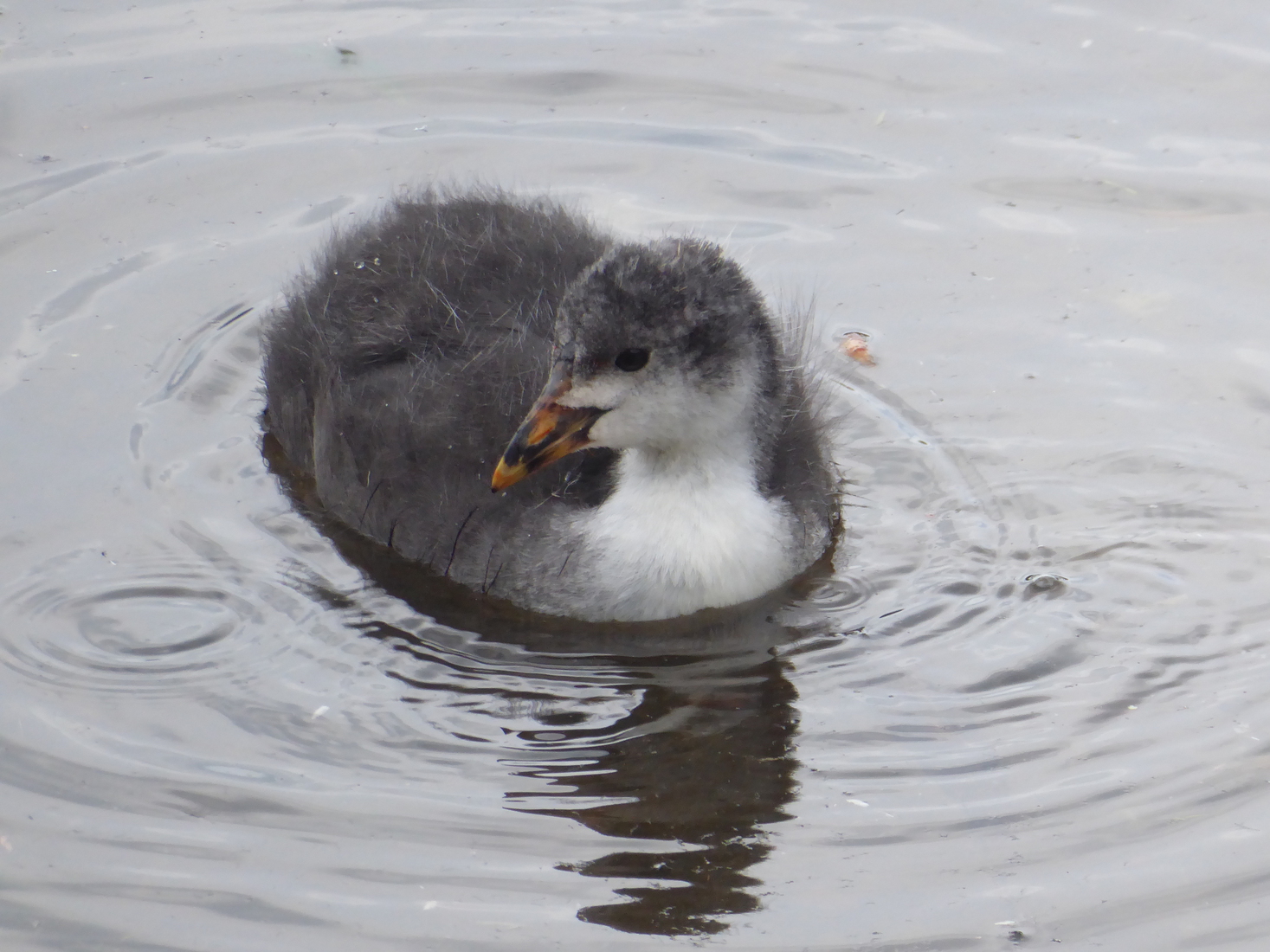 21 mei Meerkoetje 1