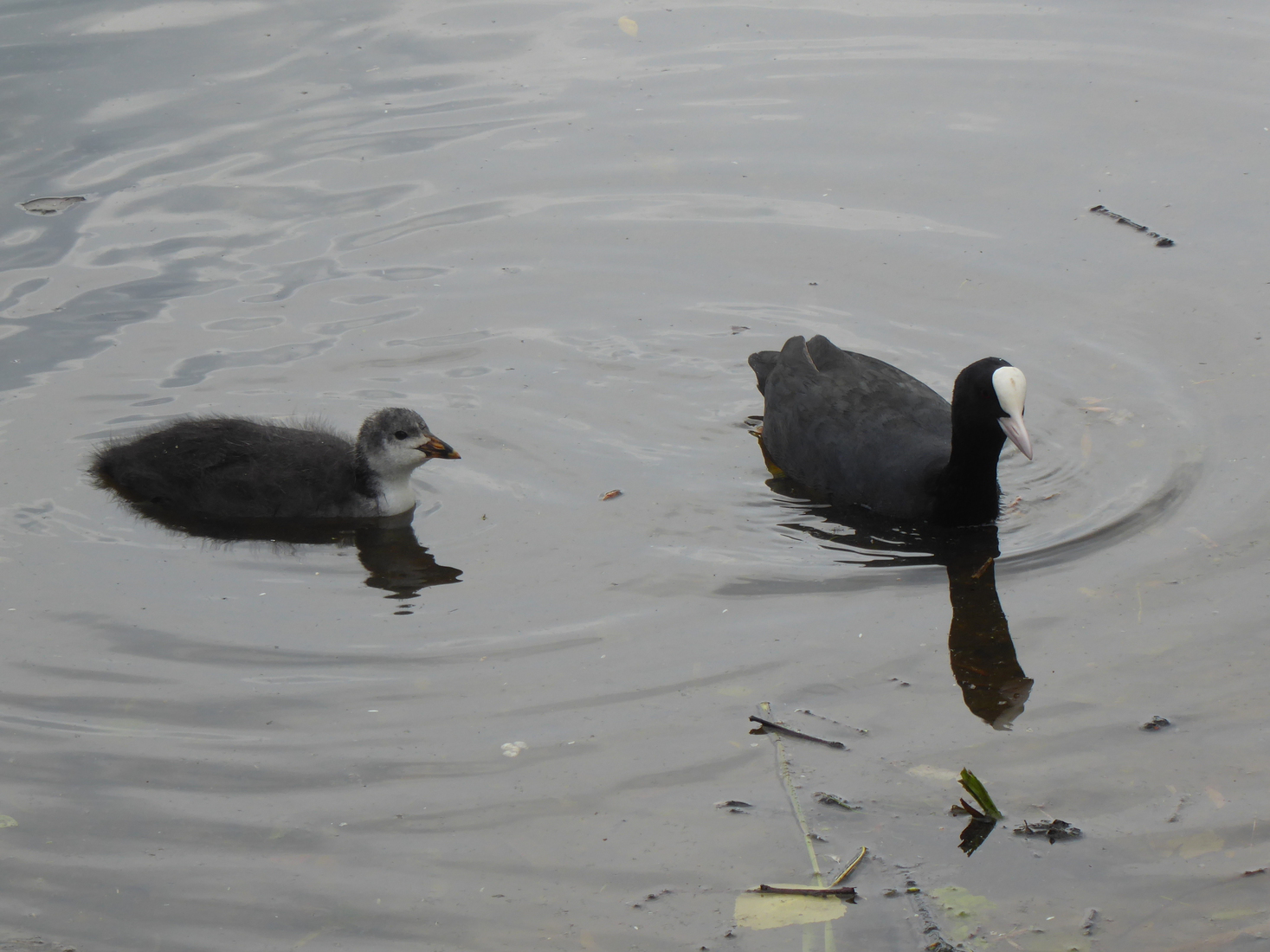 21 mei een Meerkoetje 3