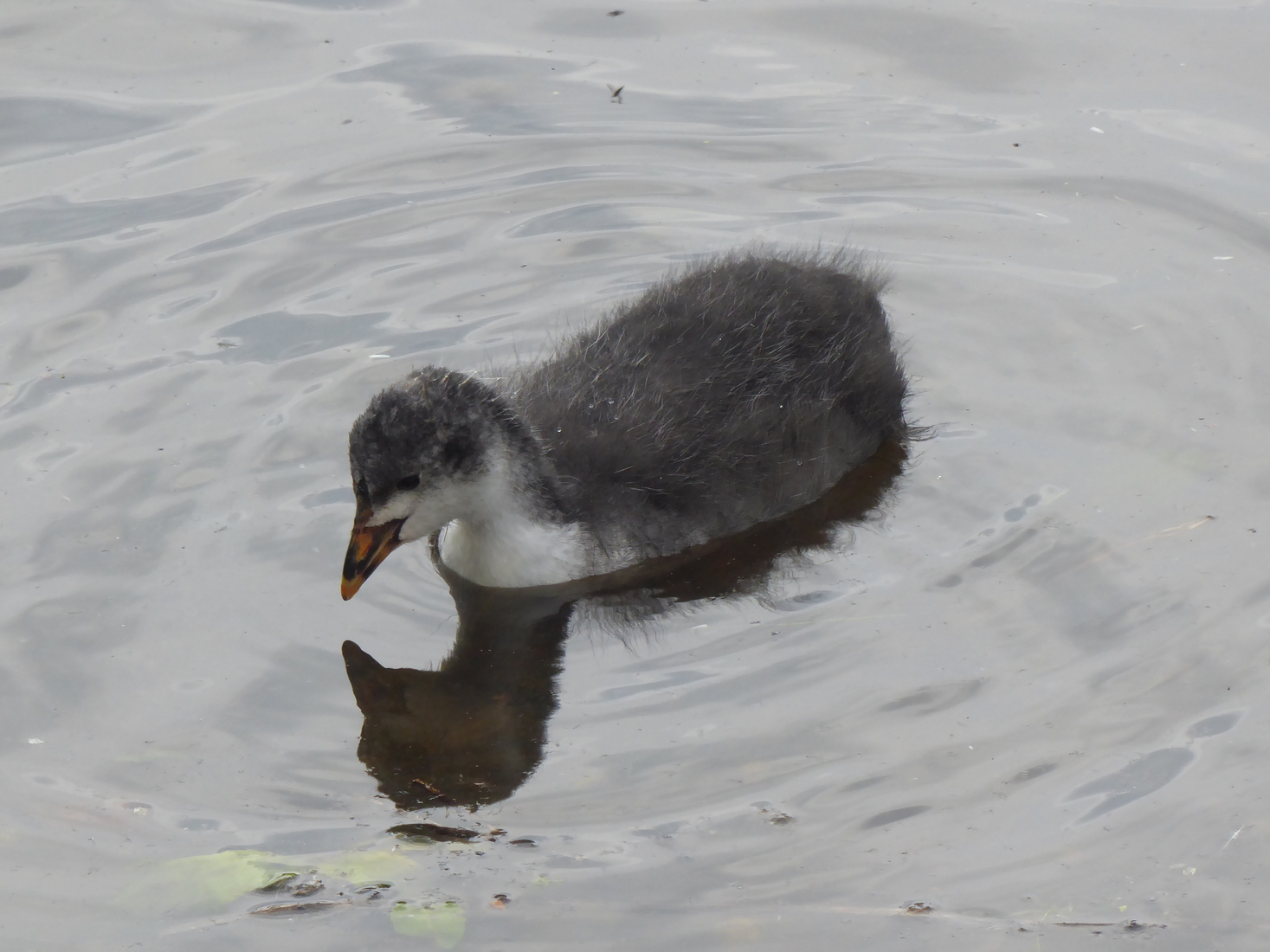 21 mei een Meerkoetje 4