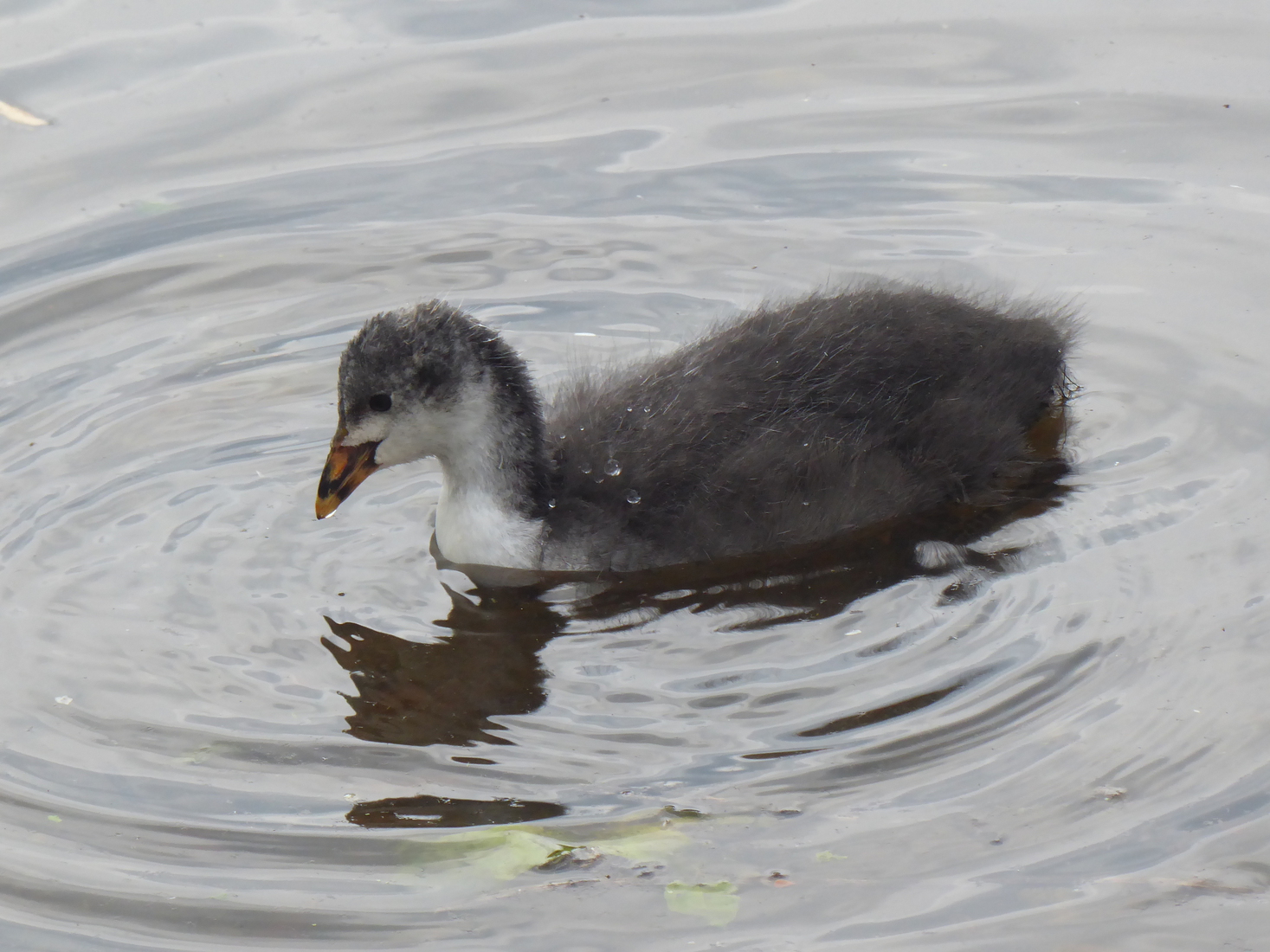 21 mei een Meerkoet 5