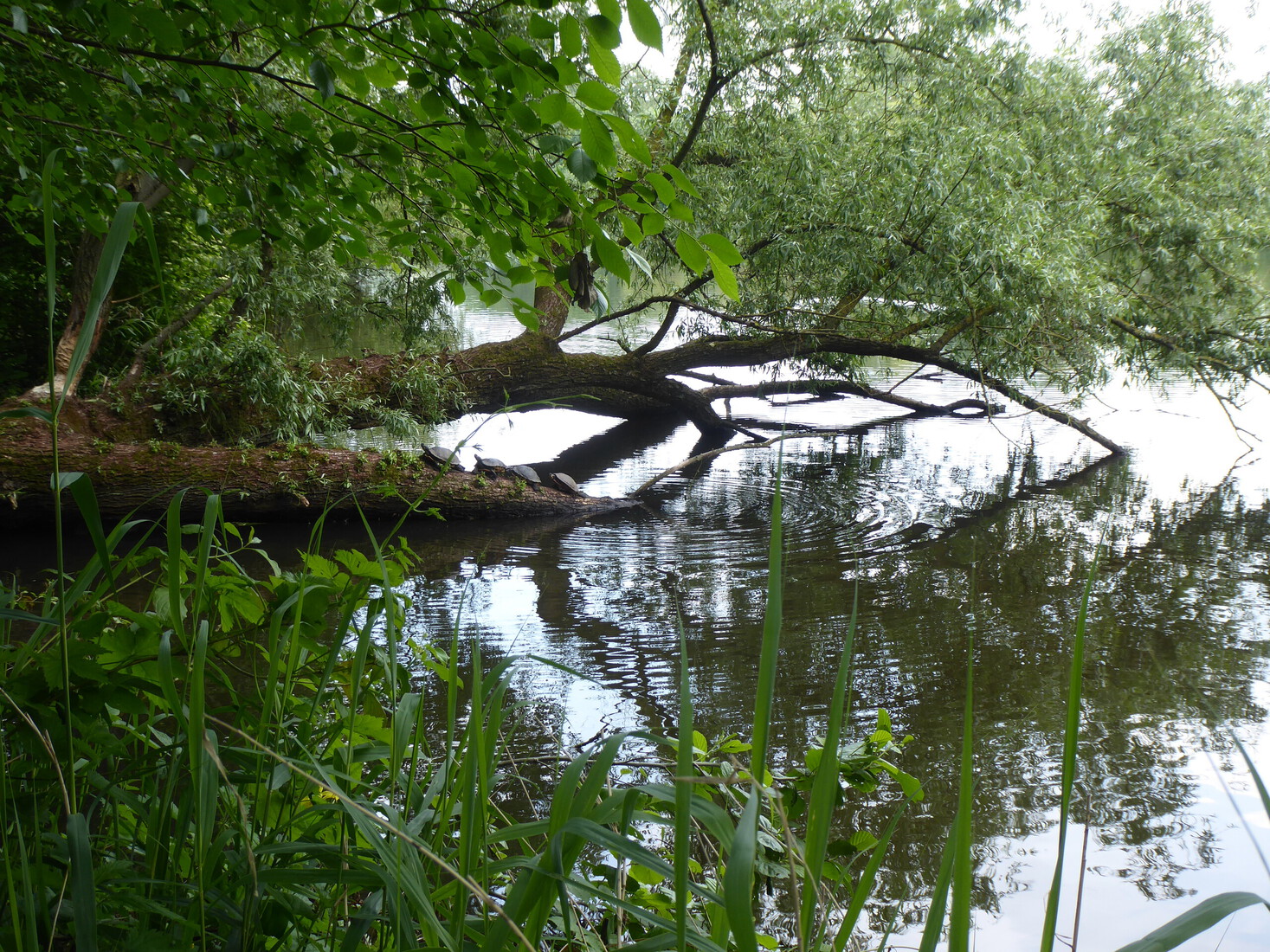 21 mei Schildpadden 1