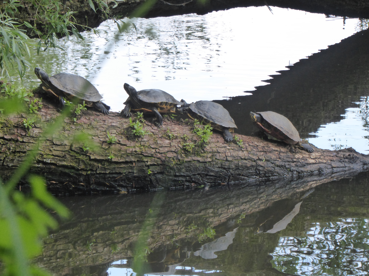 21 mei Schildpadden 2