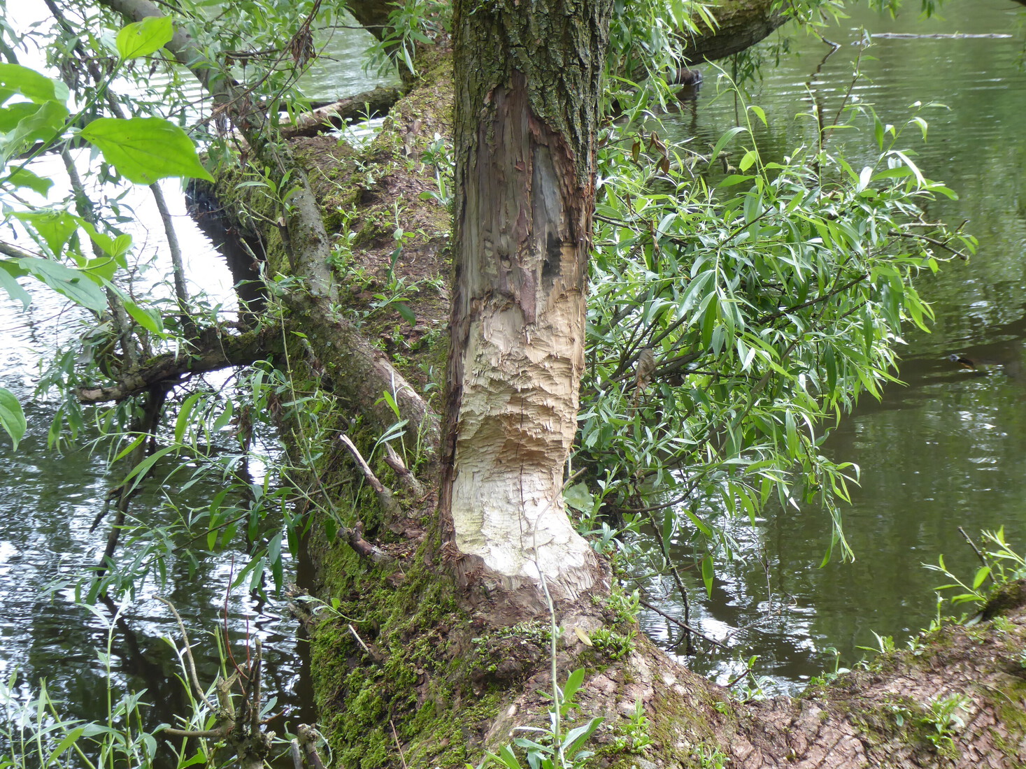 Werk van een bever 2