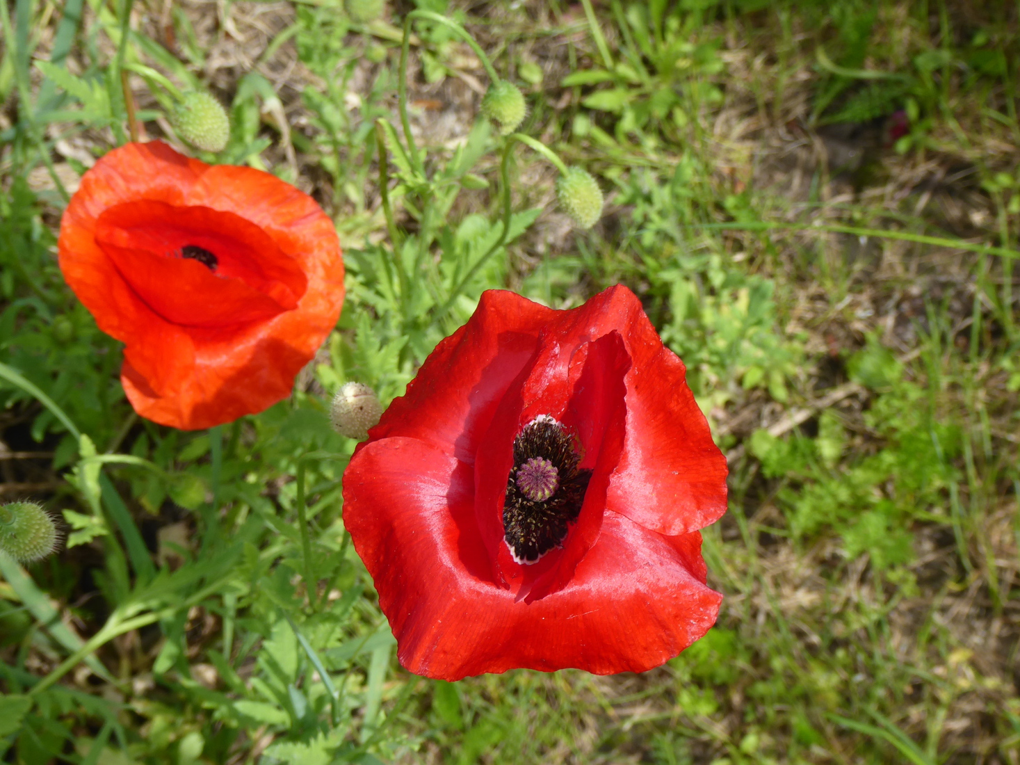 21 mei Klaproos 1