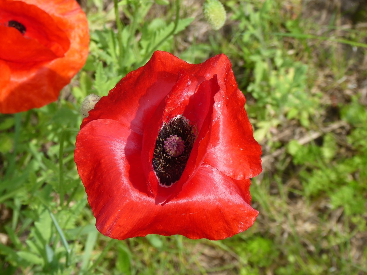 21 mei Klaproos 2