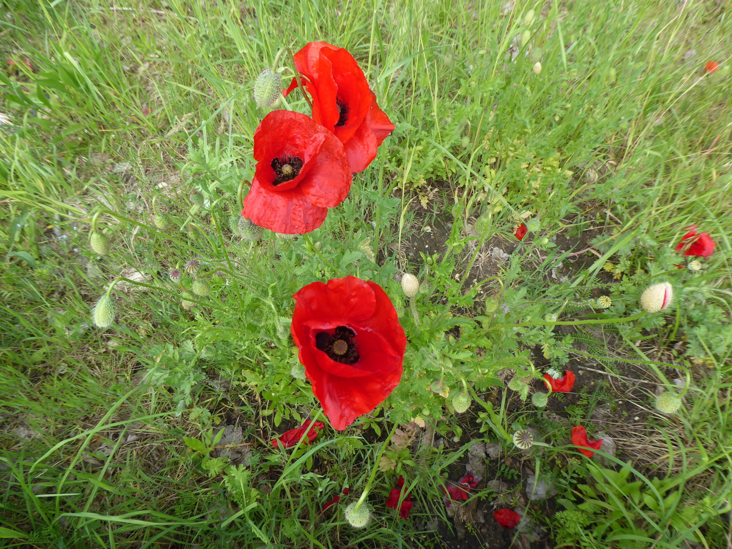21 mei Klaproos 3