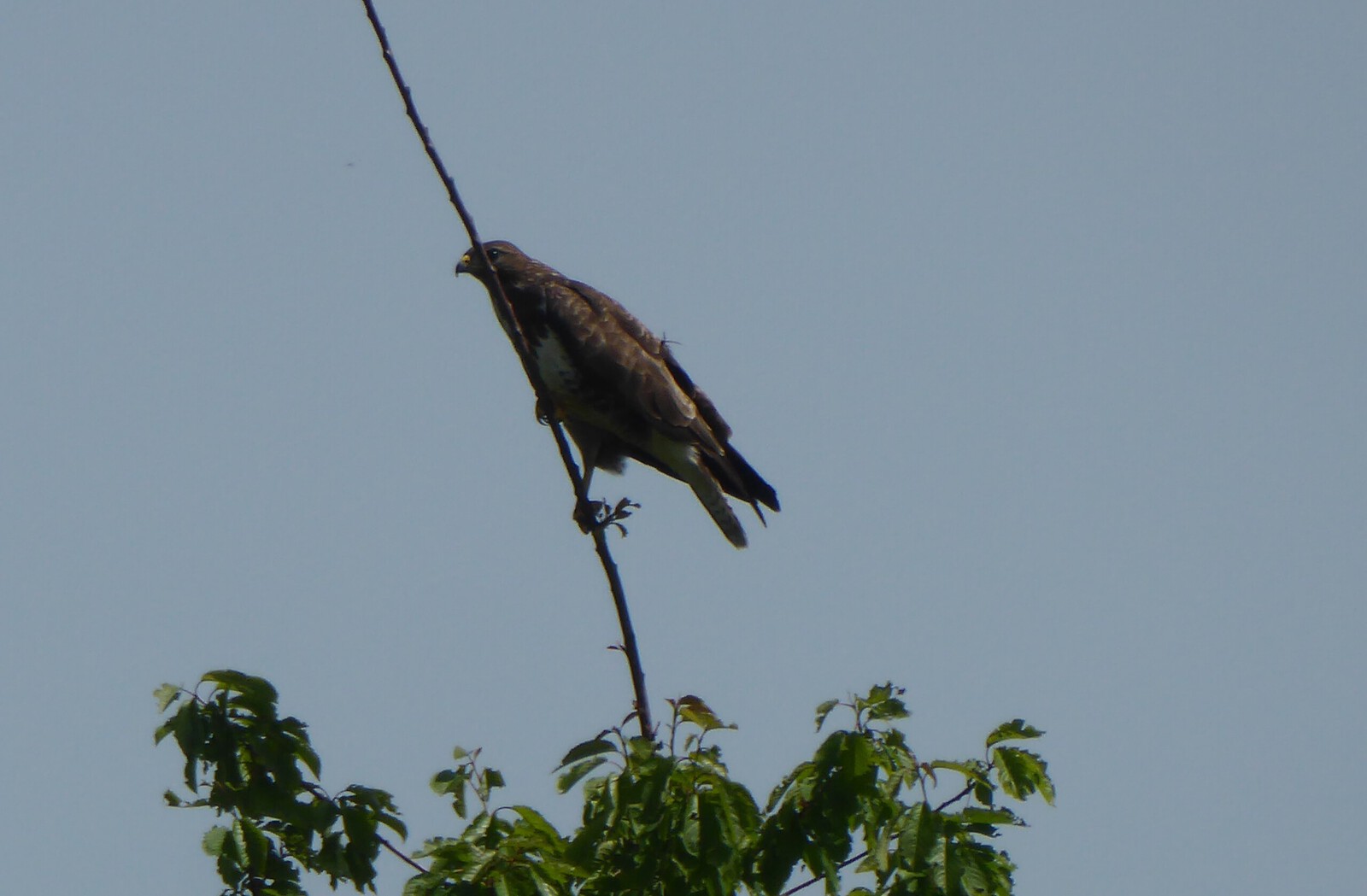 24 mei een Buizerd