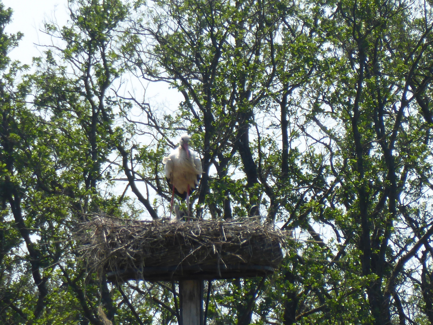 27 mei Ooievaar met jonge
