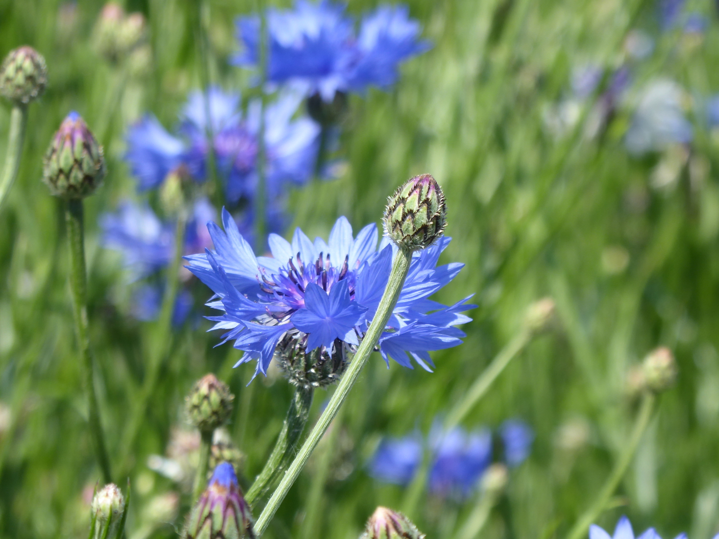 27 mei Korenbloem 2