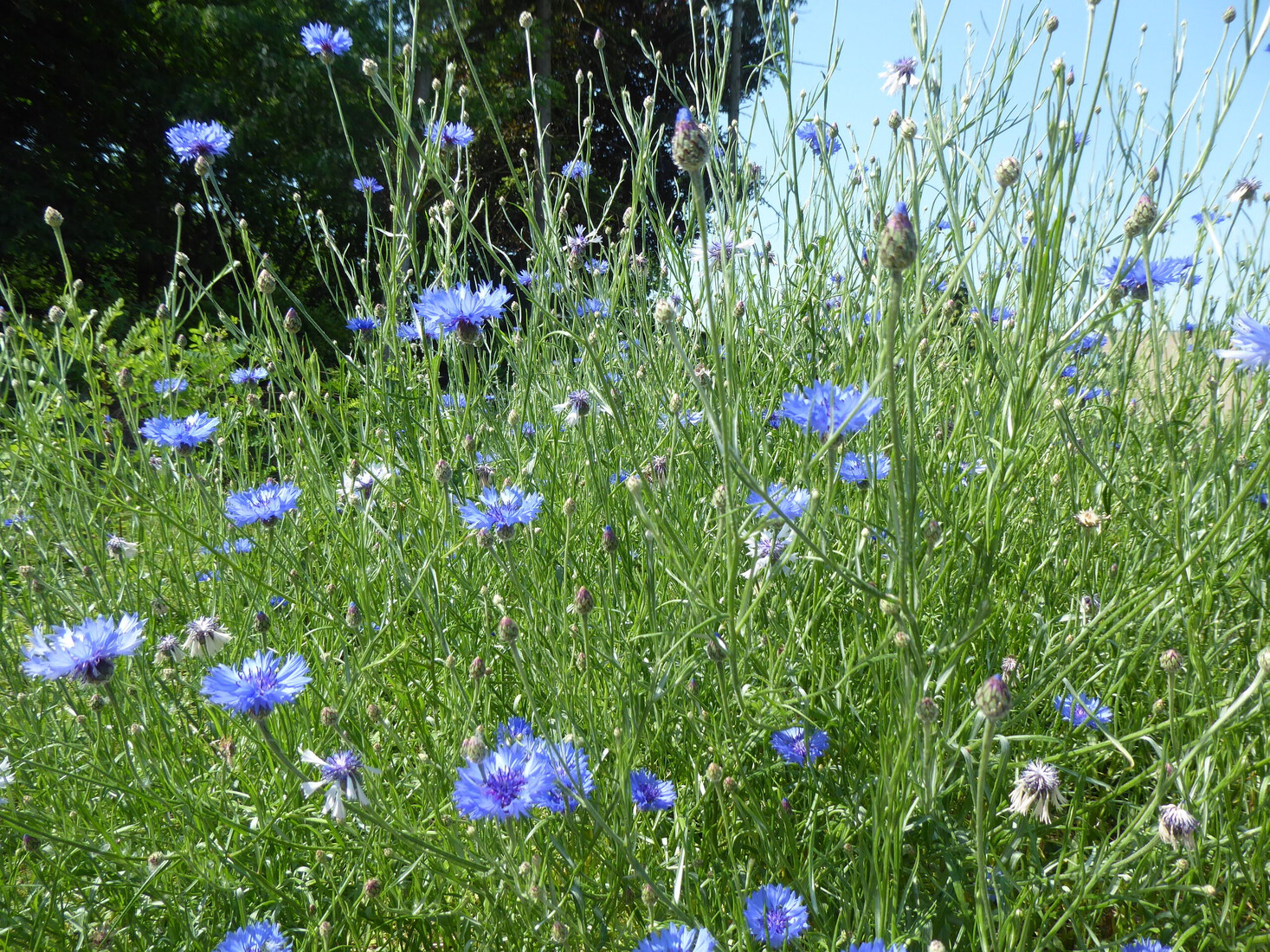 27 mei Korenbloemen