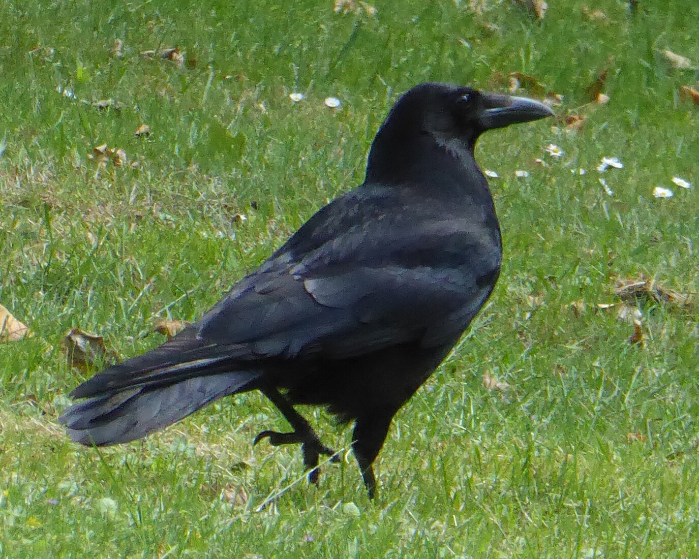 Een Kraai