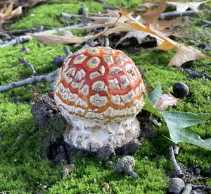 Zwammen en Paddenstoelen