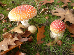 Paddenstoelen en zwammen 