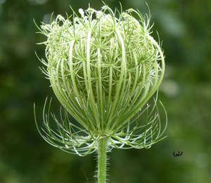 Wilde Bloemen Deel  IV