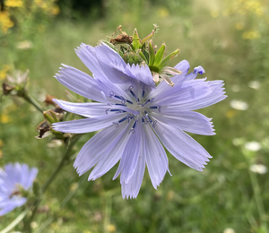 Wilde Bloemen Deel VI