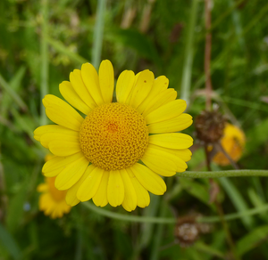Wilde Bloemen Deel VII
