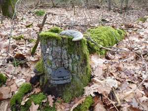 Paddenstoelen en zwammen 