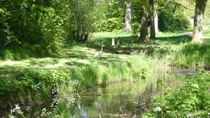 Reigers