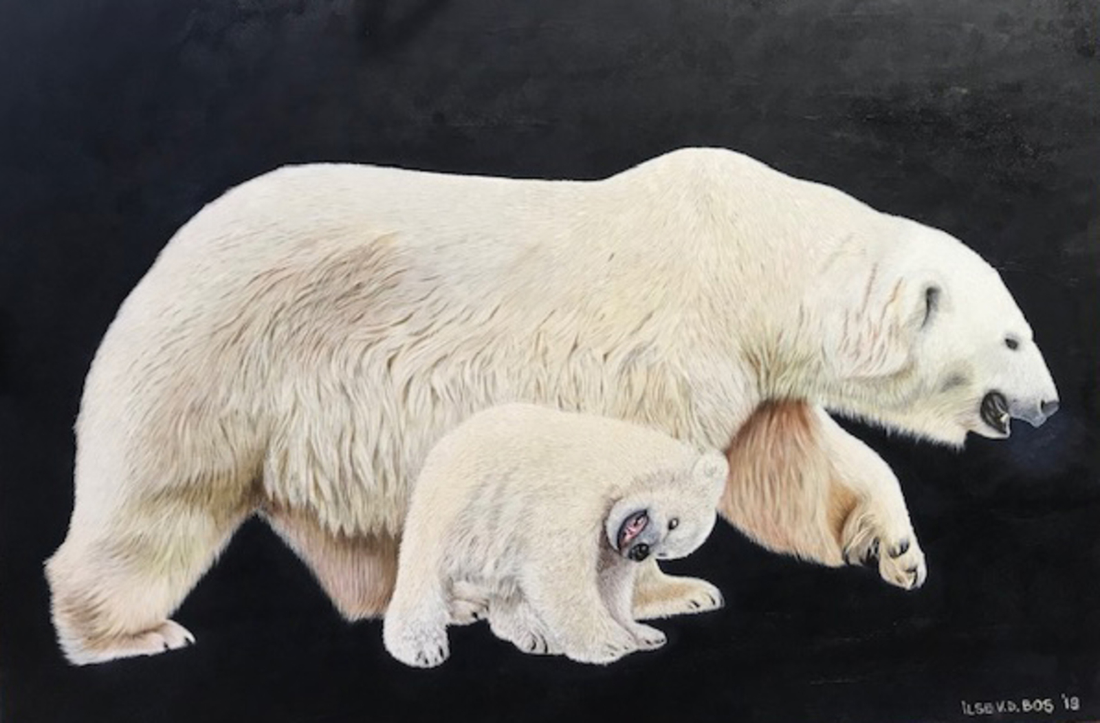 ijsbeer met jong