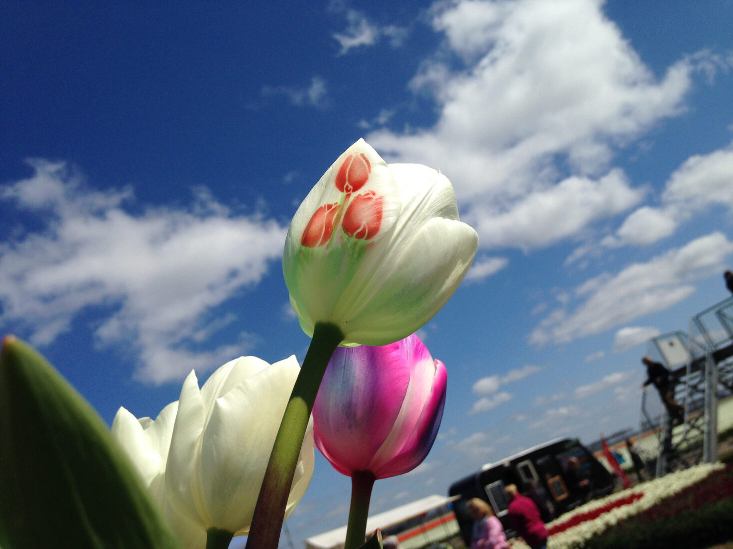 Tulpen uit Amsterdam