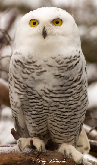 Sneeuwuil