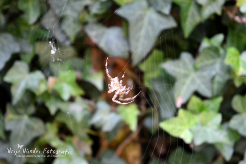 Web makende spin