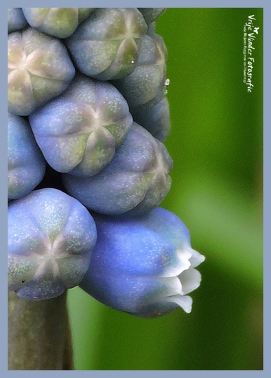 blauw druifje