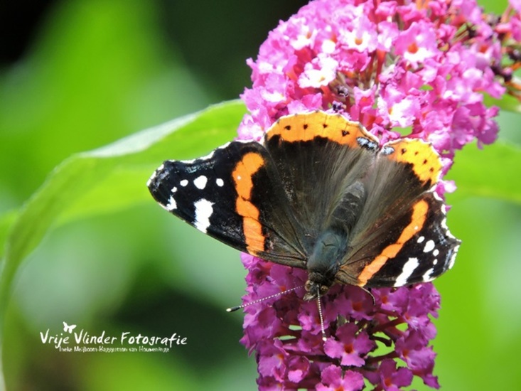 Enjoy this beautyful butterfly (met filmpje)