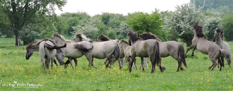 De Koniks paarden bij de Blauwe Kamer.