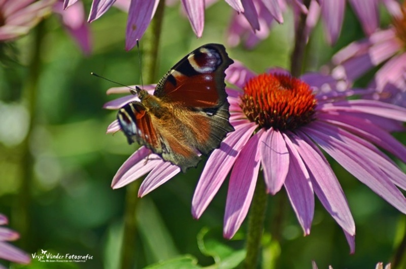 Echinacea met vlinder