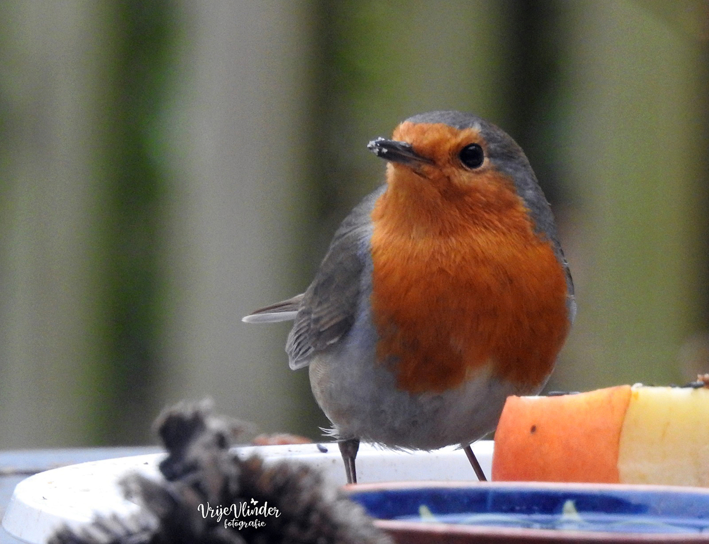 Kleine Robin in wintertooi op de voedertafel