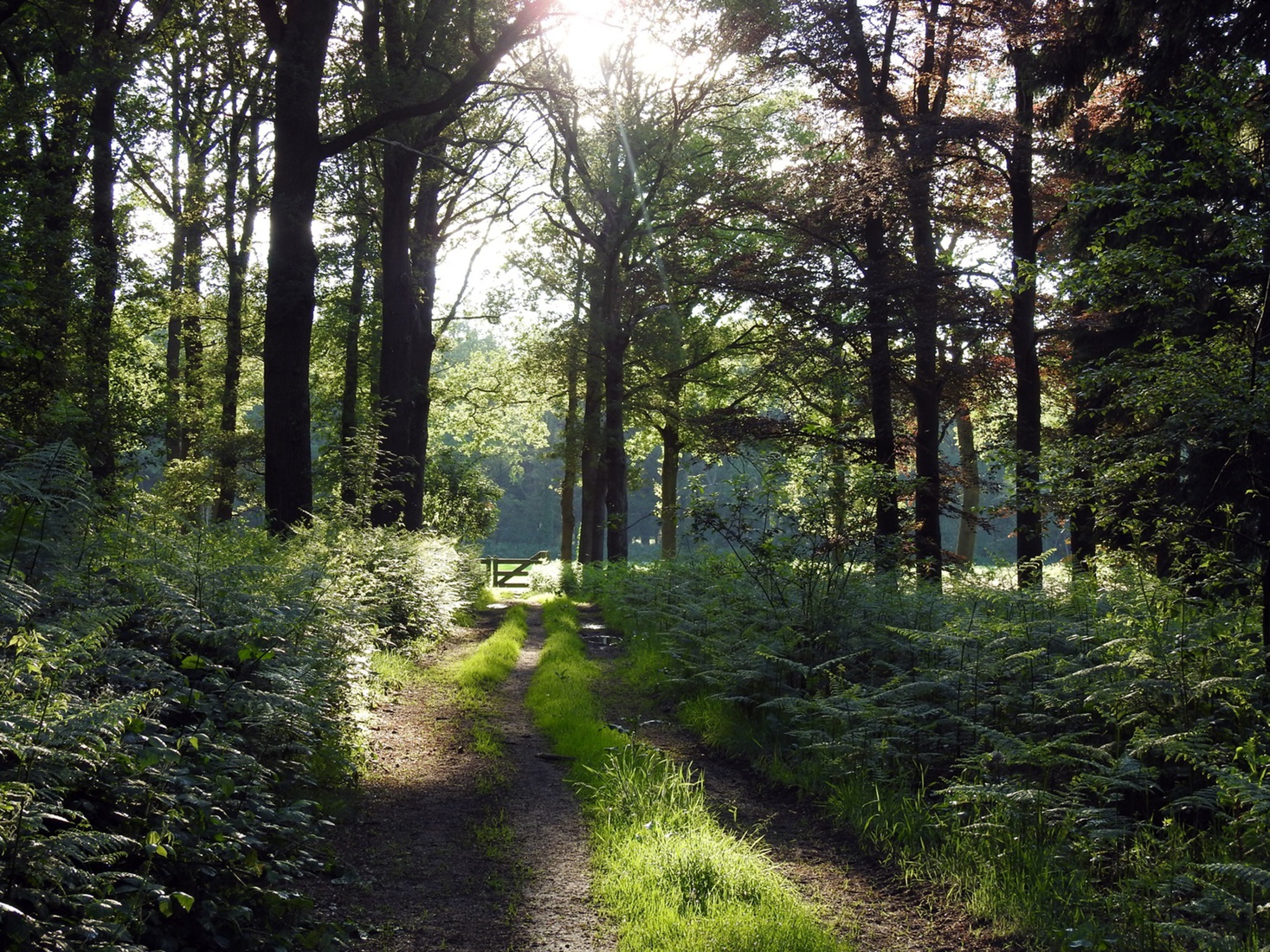 Avondwandeling met prachtig licht.