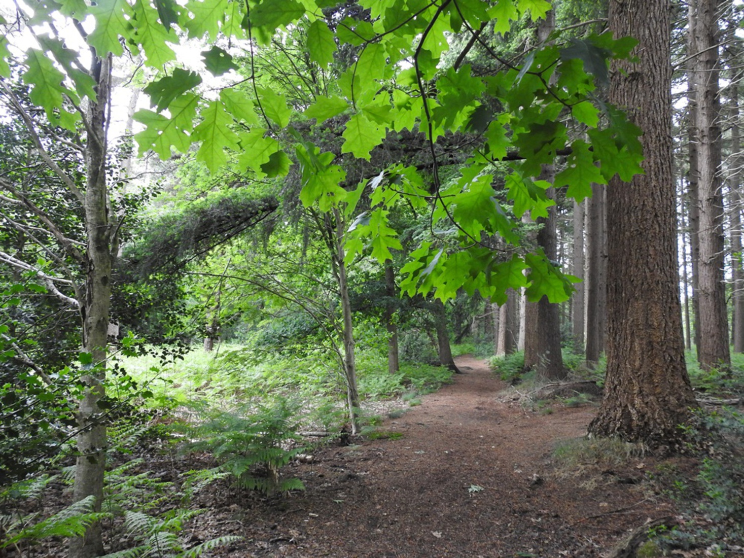 Wandeling Bielderweg Paradijs met video
