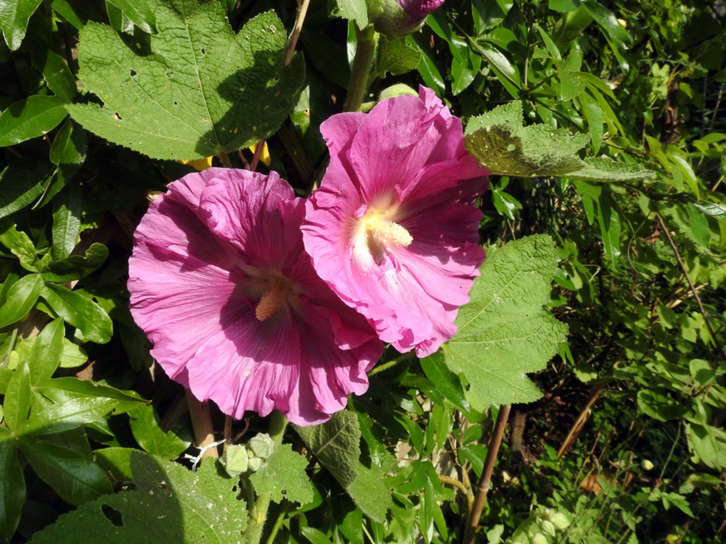 De zomer is begonnen! Mijn stokrozen ook. 