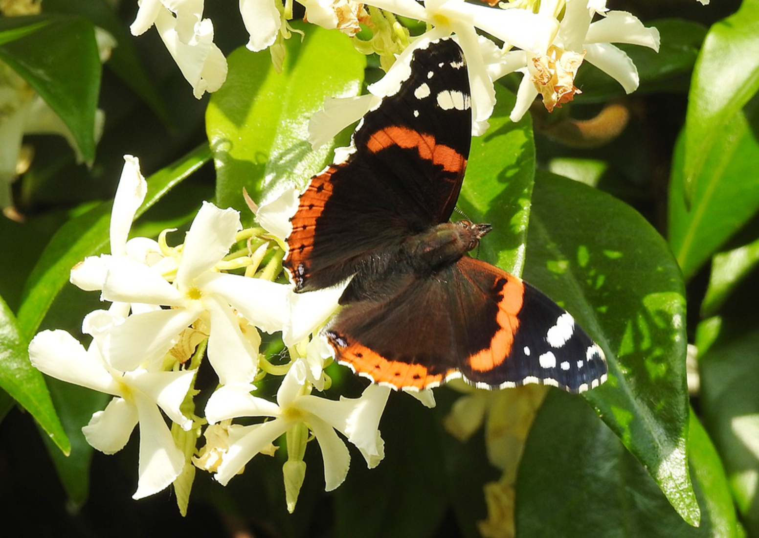 Mijn eerste kraakverse atalanta in de tuin, wow.