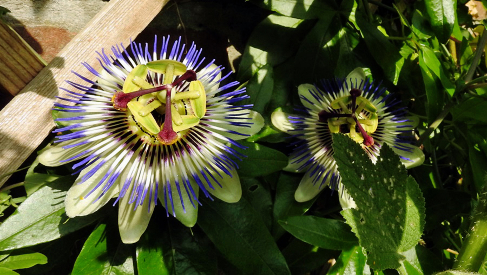 Magische passiebloemen barsten los nu.