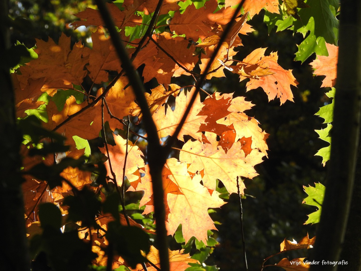 Herfstzon laat de prachtige herfstkleuren zien.