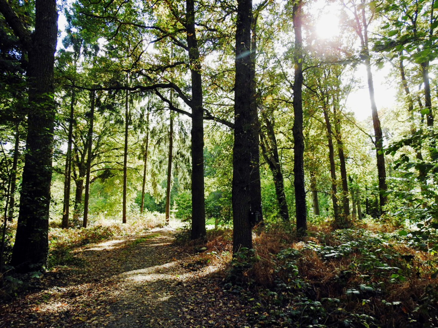 Groot Bylaer in herfstlicht.