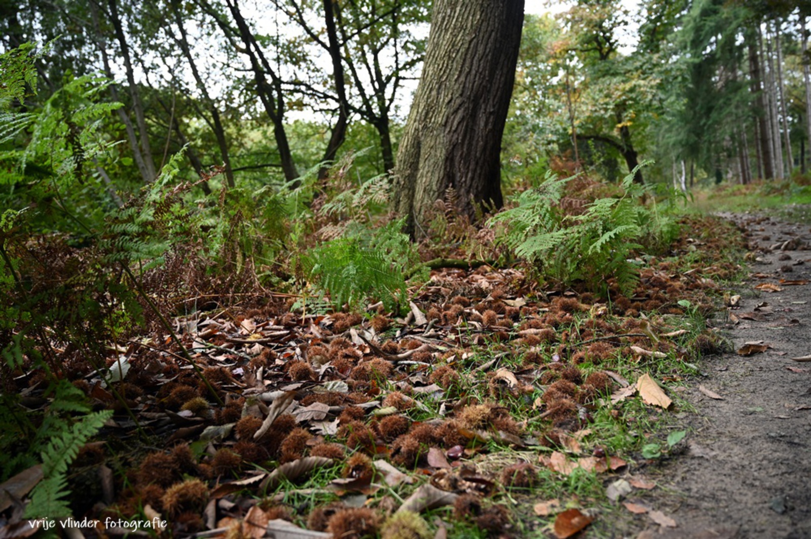 Tamme kastanjes in Groot Bylaer.
