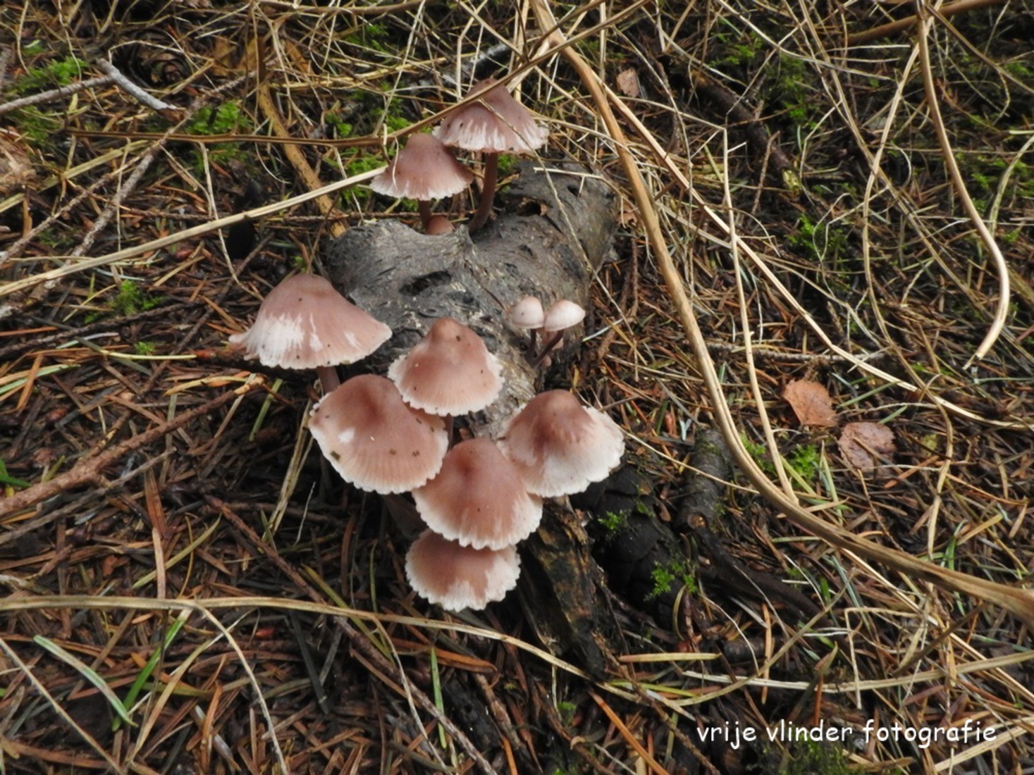 Gewoon elfenschermpje.