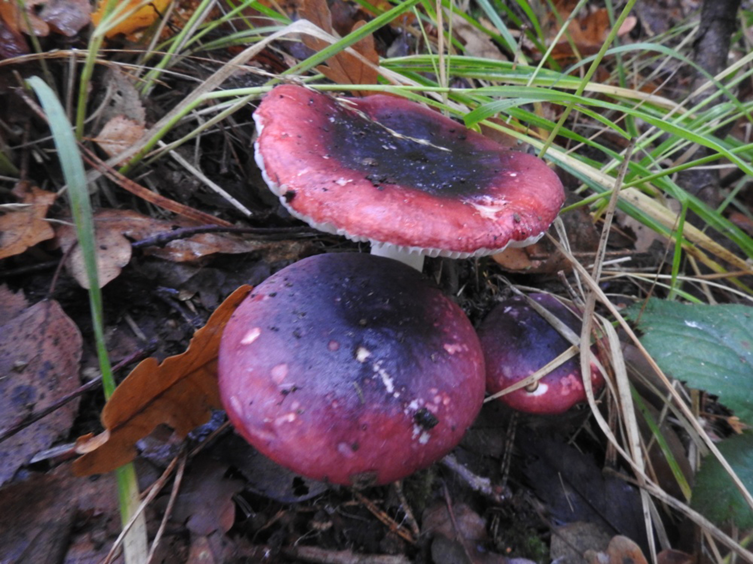 Zwartpurperen russola.