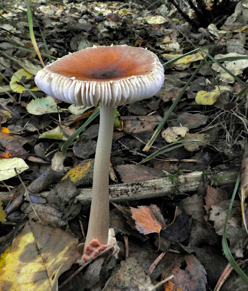 Roodbruine slanke amaniet.