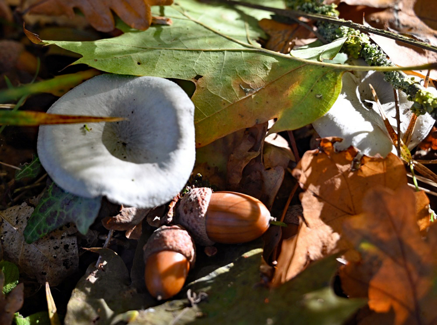 Groene anijstrechterzwam. 