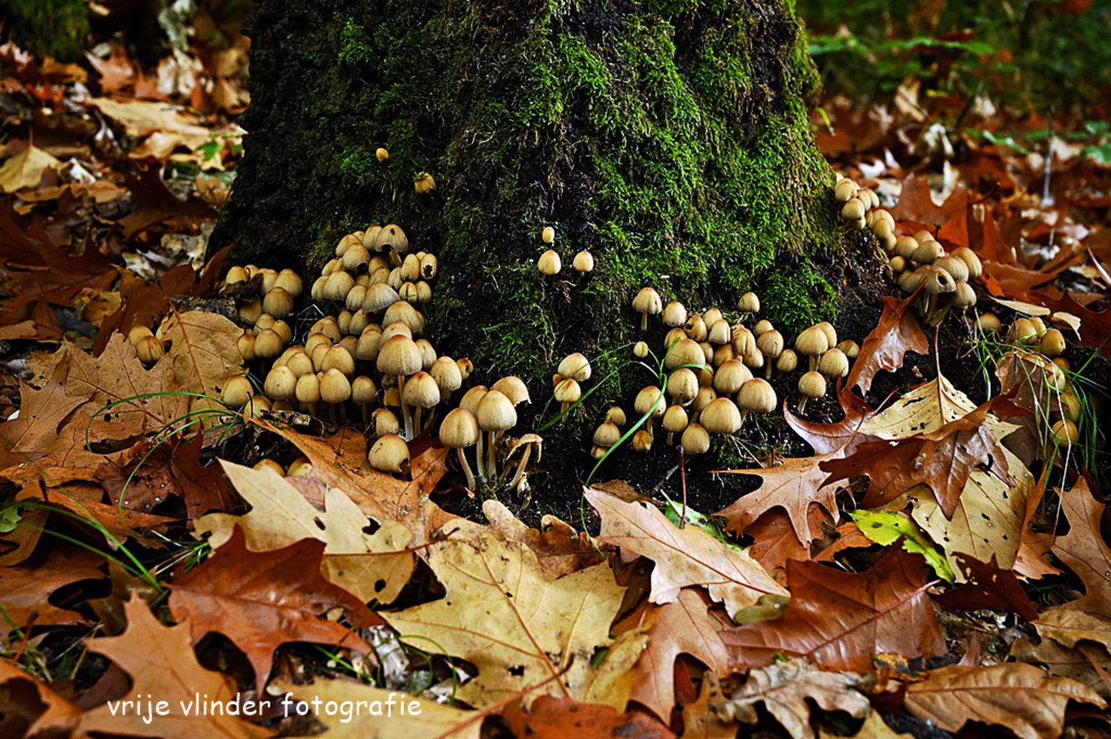 Bij Hoenderloo onderweg Apeldoorn