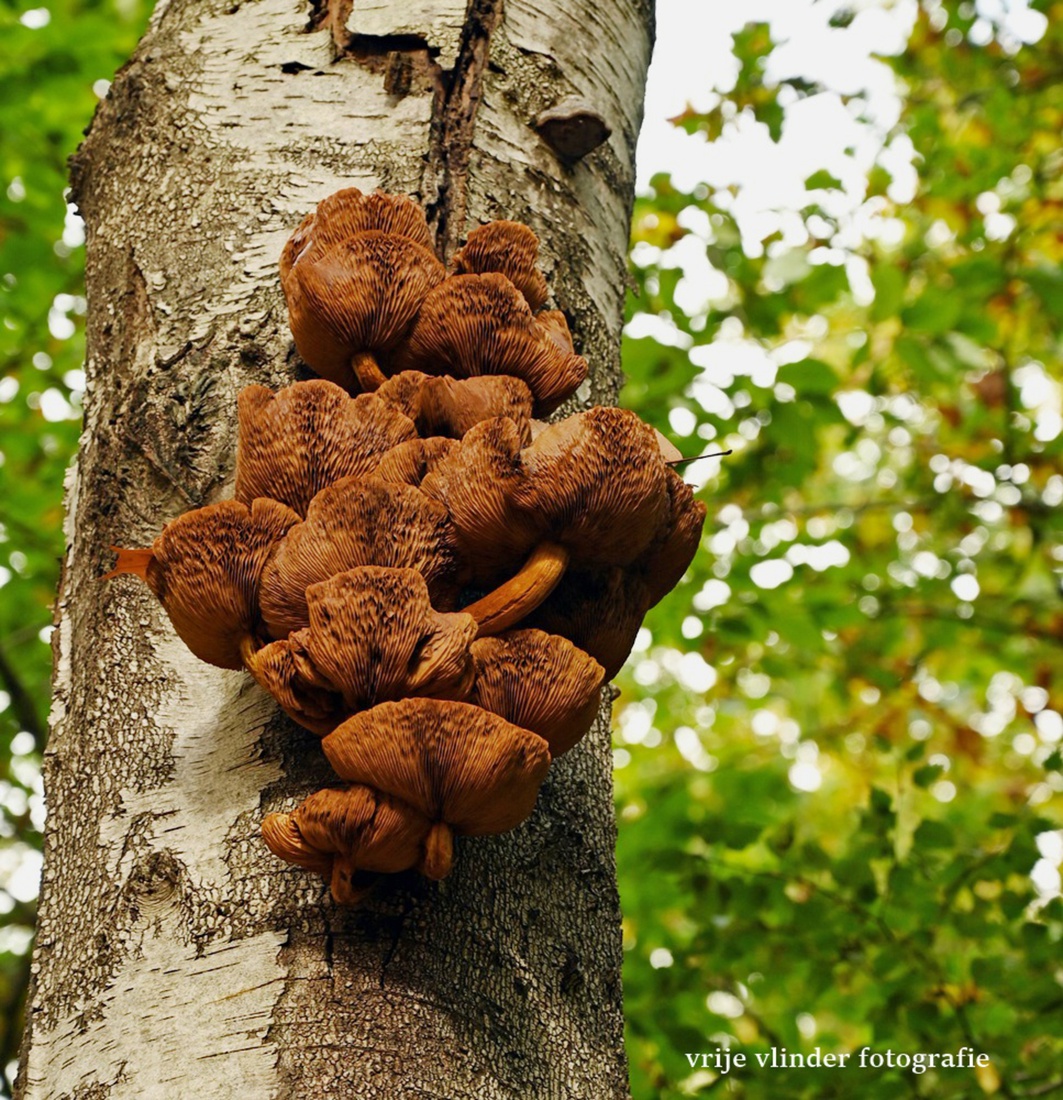 Goudvliesbundelzwam bij Hoenderloo