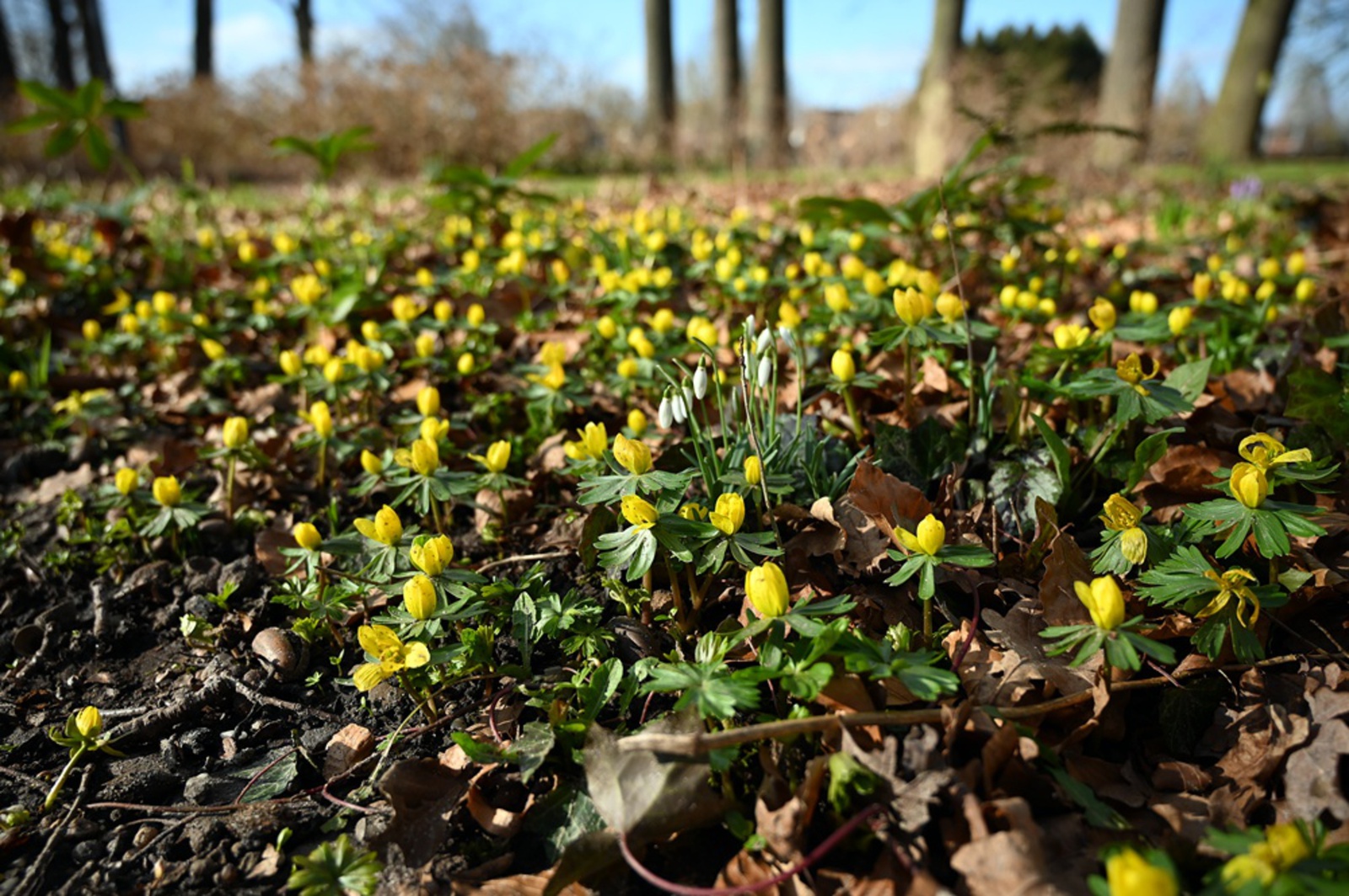 Winterakonietjes, ontelbare mooie bloemetjes.