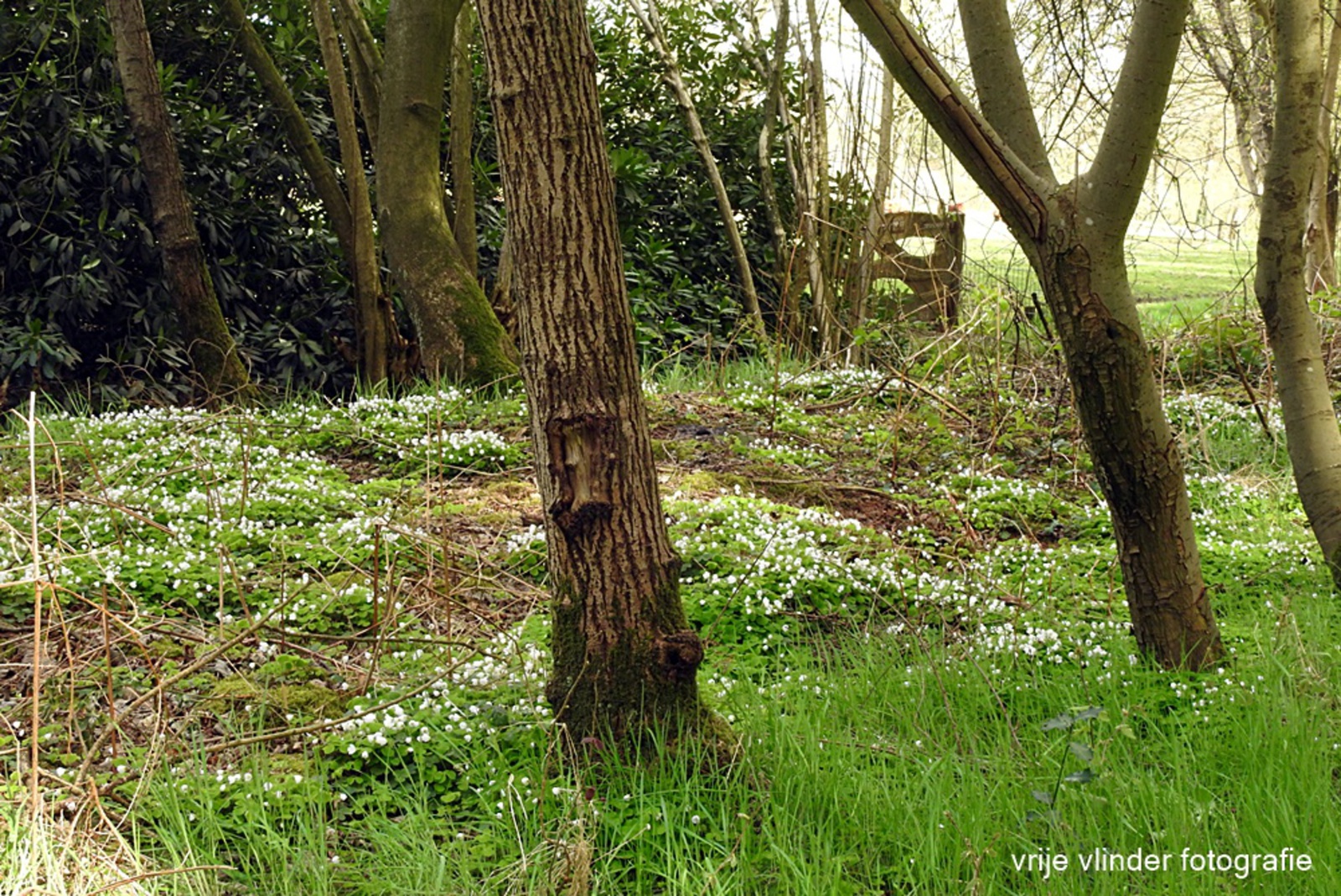 Lente in Groot Bylaer