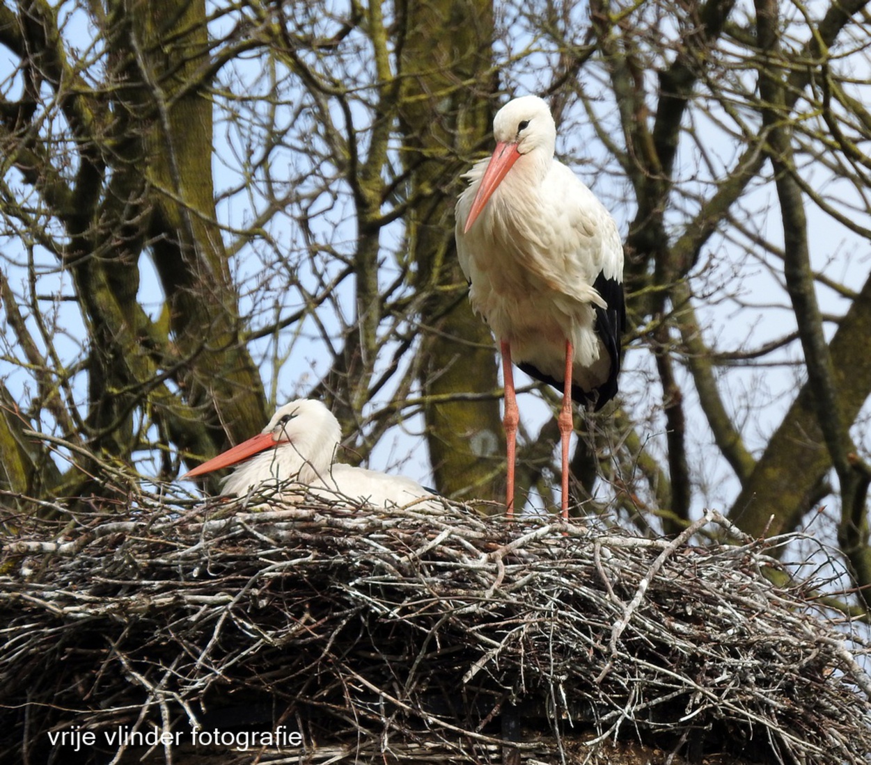 Er wordt weer gebroed in t Schaffelaarse Bos.