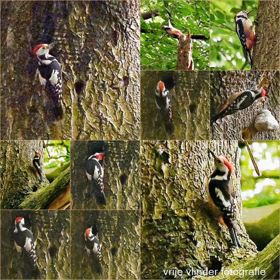 Middelste bonte specht - collage