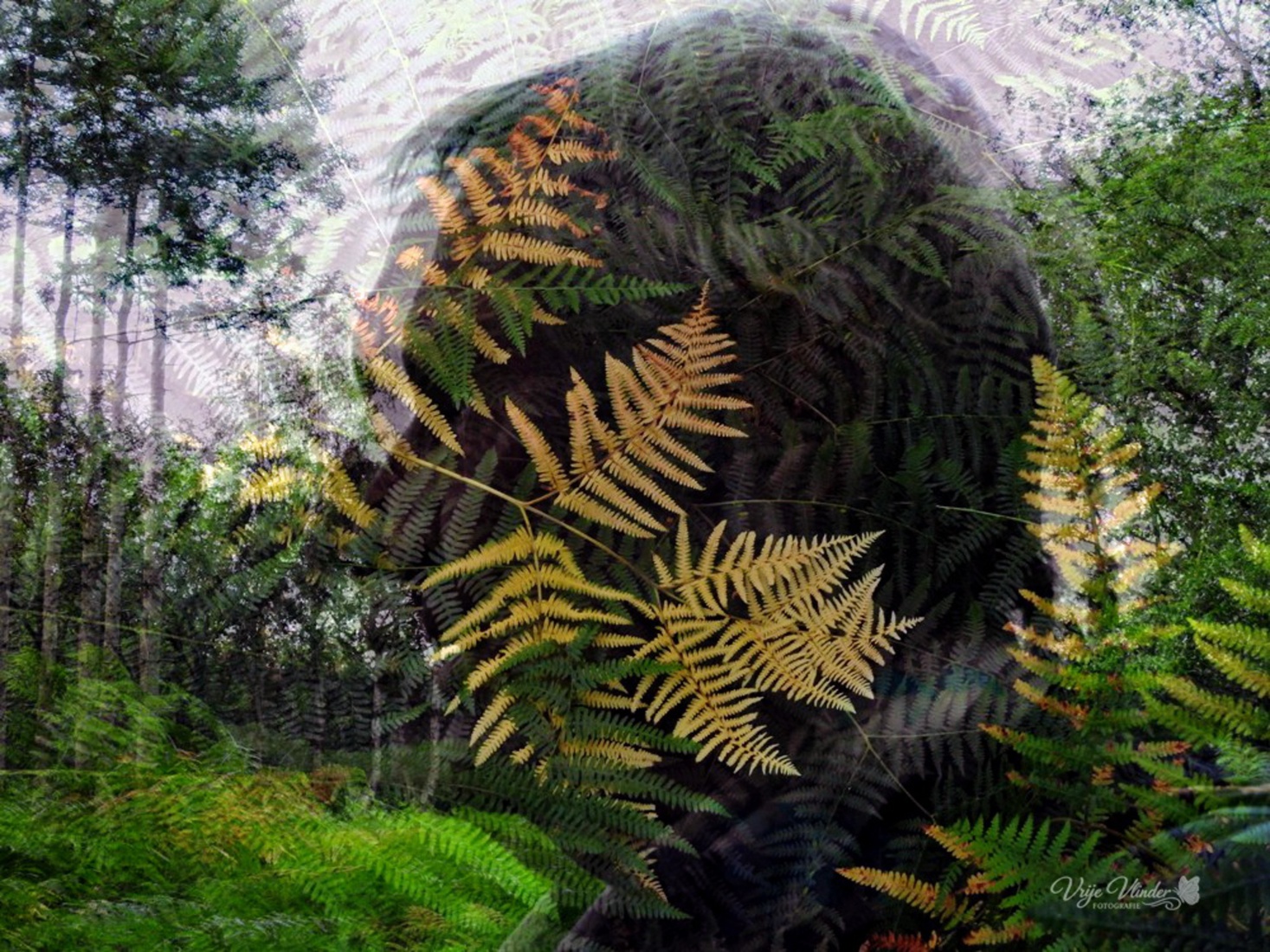 In t bos, experiment met meervoudige belichting